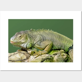 Green Iguana Posters and Art